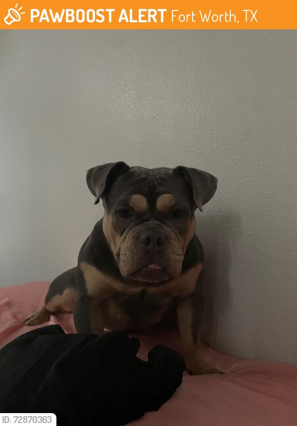 Found/Stray Female Dog last seen Martha lane, Fort Worth, TX 76103