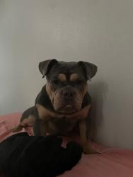 Found/Stray Female Dog last seen Martha lane, Fort Worth, TX 76103