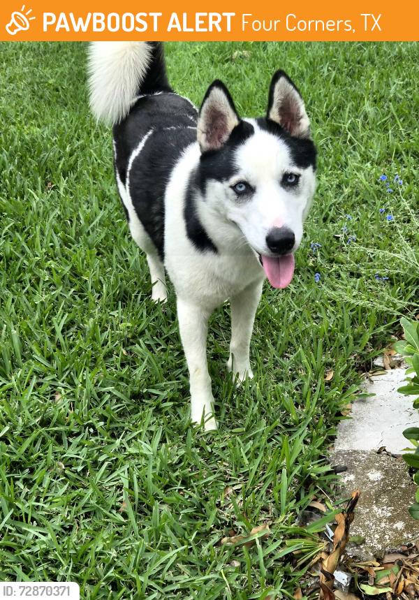 Found/Stray Female Dog last seen Autumn Leigh dr, Four Corners, TX 77083
