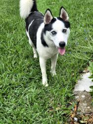 Found/Stray Female Dog last seen Autumn Leigh dr, Four Corners, TX 77083