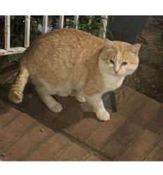 Found/Stray Male Cat last seen Crimora va, Crimora, VA 24431