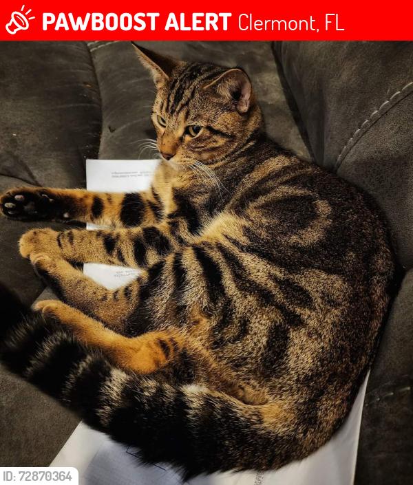 Lost Male Cat last seen Near and 455, Clermont, FL 34715