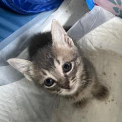Shelter Stray Male Cat last seen Bexar County, New Braunfels, TX 78130