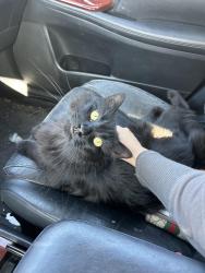 Lost Female Cat last seen Avenida Feliciano, Rancho Palos Verdes, Rancho Palos Verdes, CA 90275