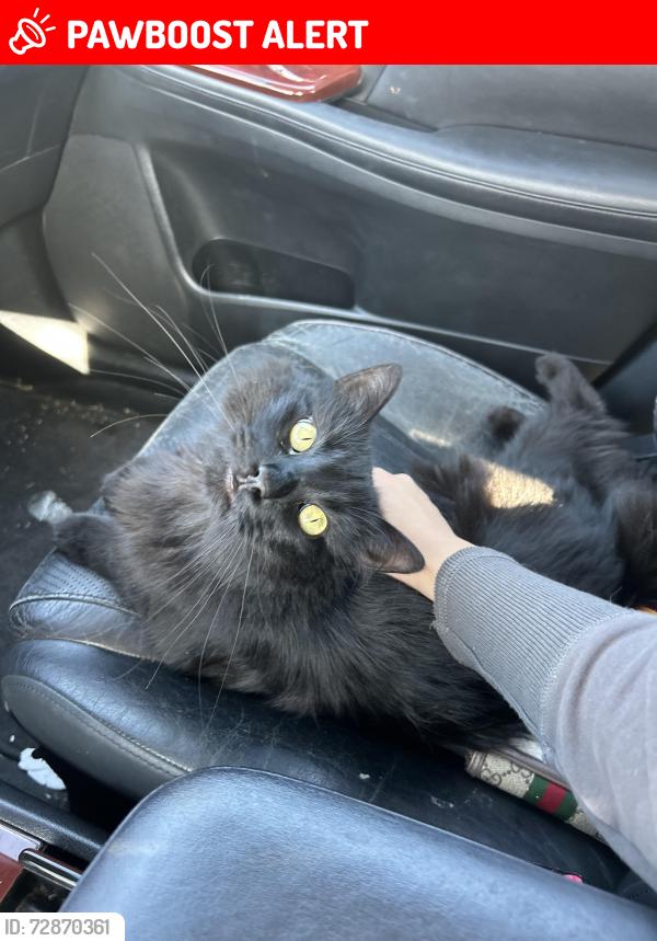 Lost Female Cat last seen Avenida Feliciano, Rancho Palos Verdes, Rancho Palos Verdes, CA 90275