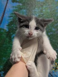 Shelter Stray Male Cat last seen Bexar County, New Braunfels, TX 78130