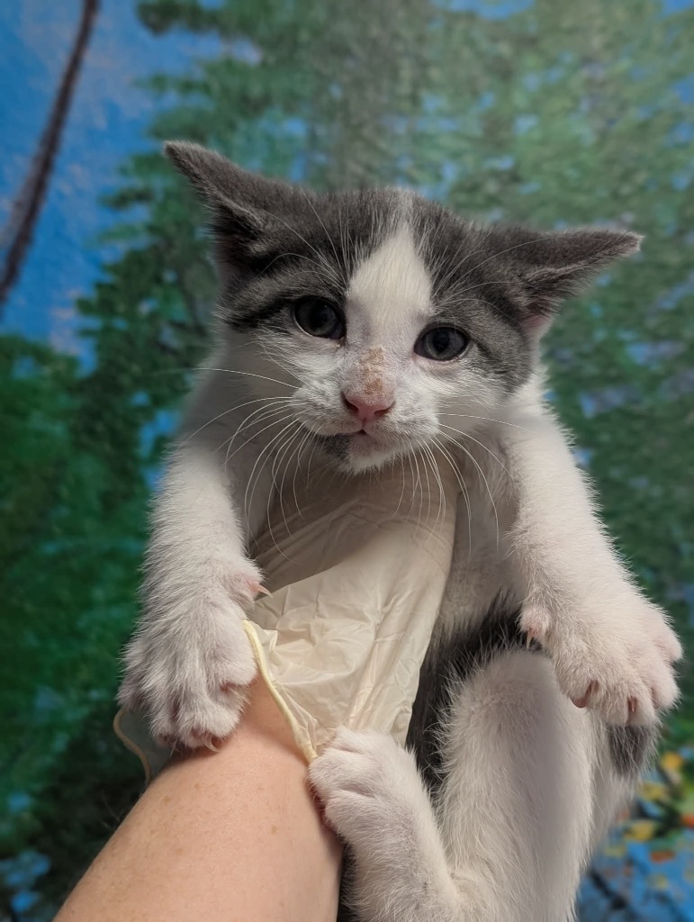 Shelter Stray Male Cat last seen Bexar County, New Braunfels, TX 78130