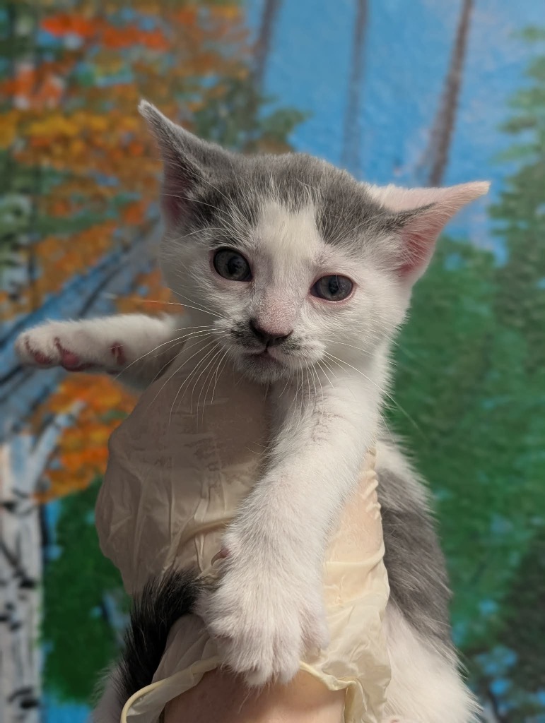 Shelter Stray Female Cat last seen Bexar County, New Braunfels, TX 78130