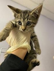 Shelter Stray Male Cat last seen Bexar County, New Braunfels, TX 78130