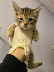Shelter Stray Female Cat last seen Bexar County, New Braunfels, TX 78130
