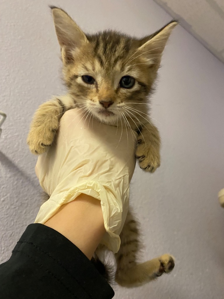 Shelter Stray Female Cat last seen Bexar County, New Braunfels, TX 78130