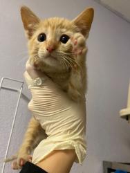 Shelter Stray Female Cat last seen Bexar County, New Braunfels, TX 78130