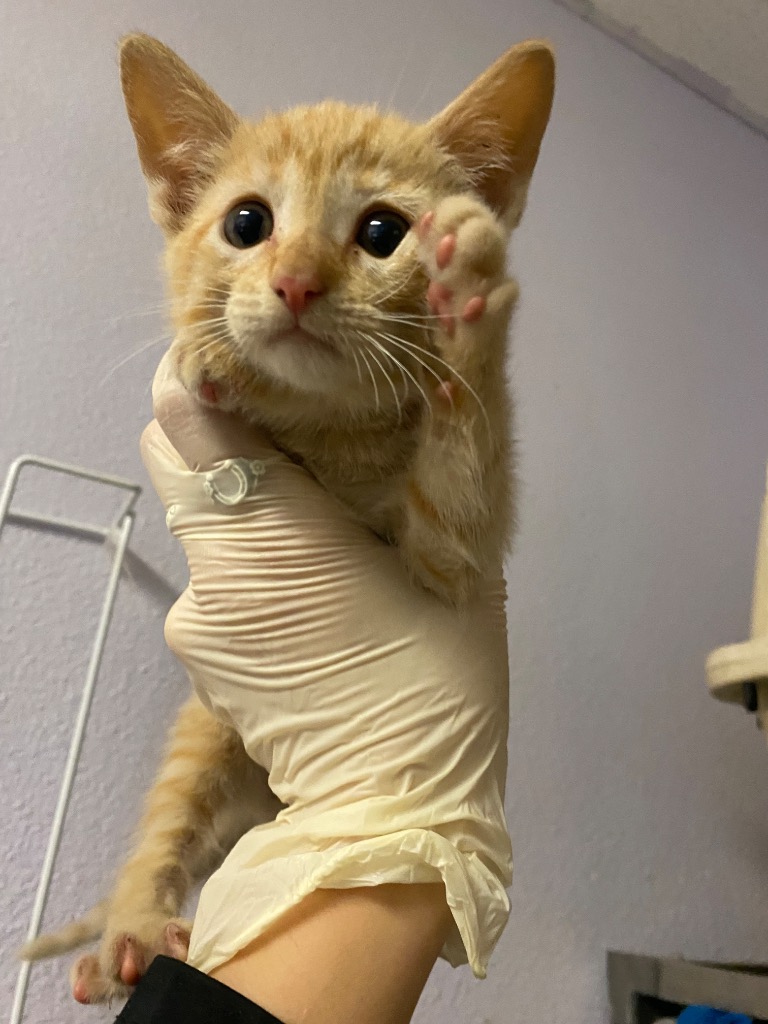 Shelter Stray Female Cat last seen Bexar County, New Braunfels, TX 78130