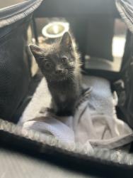 Reunited Unknown Cat last seen Fishburn Ave., Huntington Park, CA 90255
