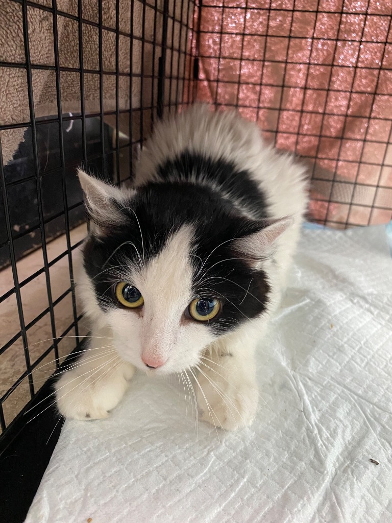 Shelter Stray Female Cat last seen Bexar County, New Braunfels, TX 78130