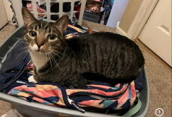 Lost Male Cat last seen s siesta dr, Pueblo West, CO 81007