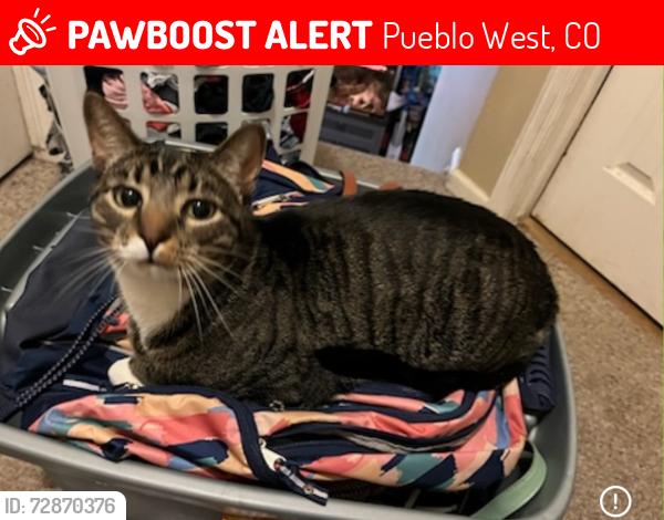 Lost Male Cat last seen s siesta dr, Pueblo West, CO 81007