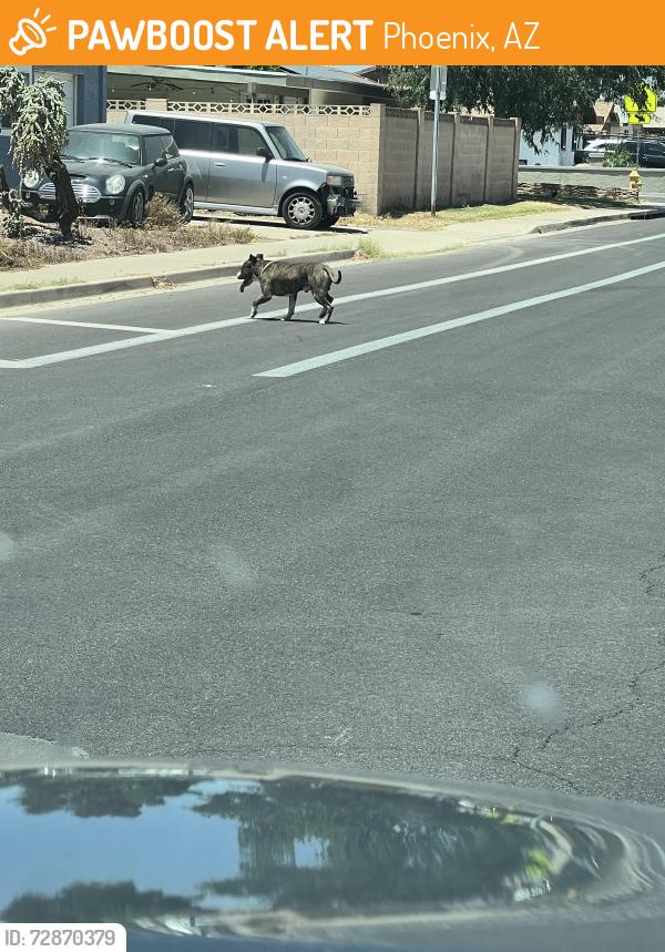 Found/Stray Unknown Dog last seen 31st ave and Ocotillo , Phoenix, AZ 85003