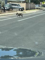 Found/Stray Unknown Dog last seen 31st ave and Ocotillo , Phoenix, AZ 85003