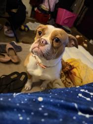 Found/Stray Female Dog last seen North Vista , Houston, TX 77073