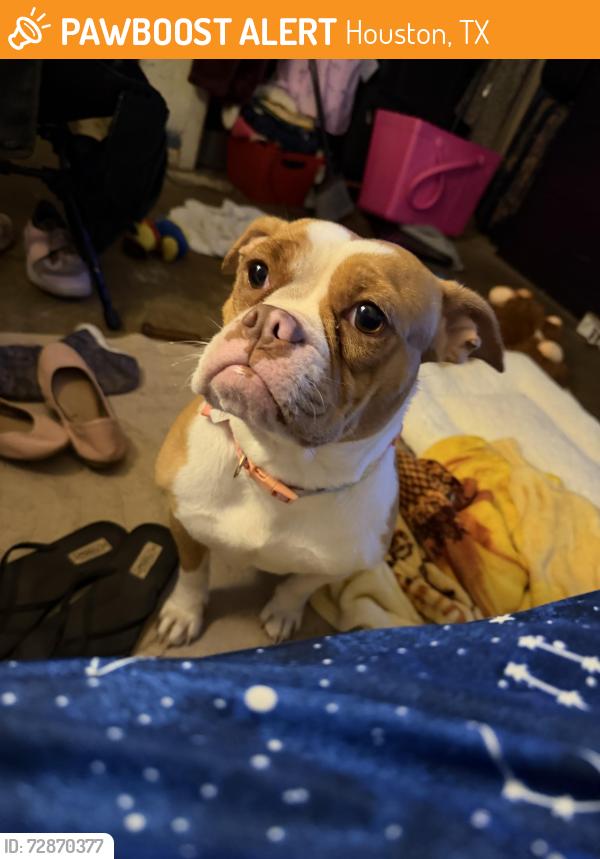 Found/Stray Female Dog last seen North Vista , Houston, TX 77073