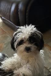 Lost Female Dog last seen Near old fairground rd , Benson, NC 27504