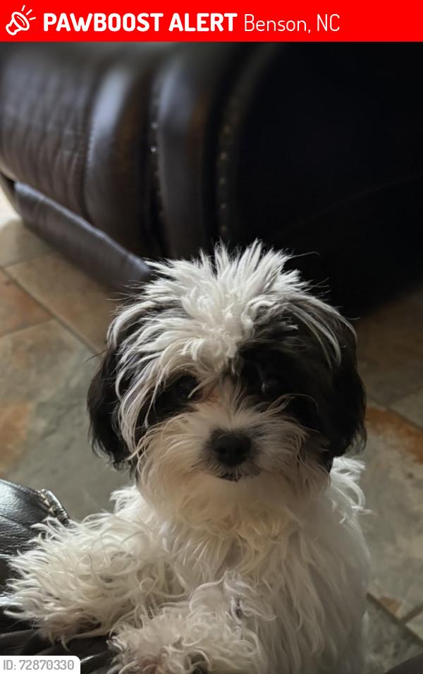 Lost Female Dog last seen Near old fairground rd , Benson, NC 27504