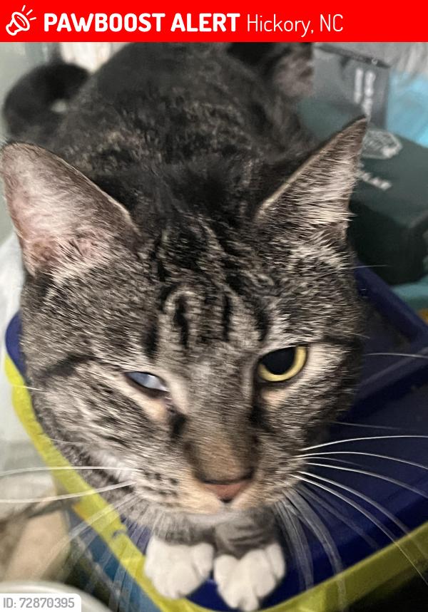 Lost Female Cat last seen Jack in the box , Hickory, NC 28601