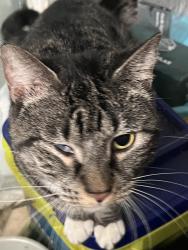 Lost Female Cat last seen Jack in the box , Hickory, NC 28601