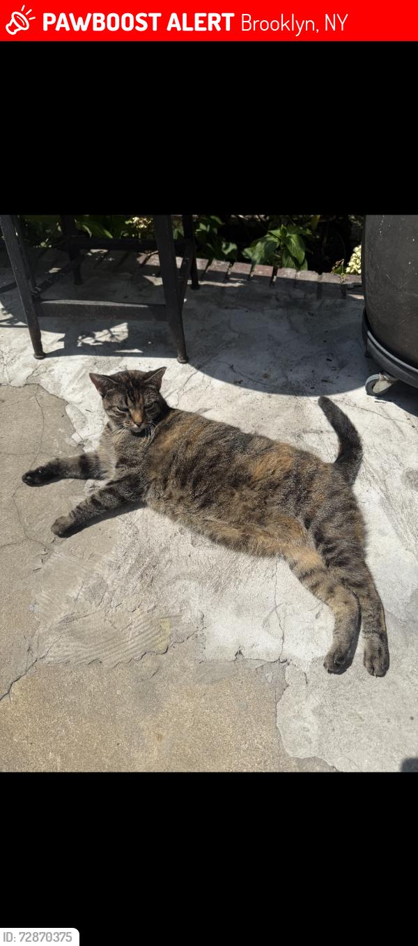 Lost Female Cat last seen Near Quincy street between close to Bedford , Brooklyn, NY 11216