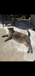 Lost Female Cat last seen Near Quincy street between close to Bedford , Brooklyn, NY 11216