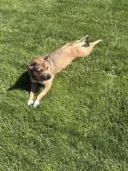 Found/Stray Male Dog last seen Dubarry Park, Indianapolis, IN 46226