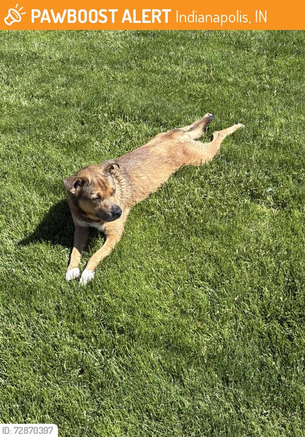 Found/Stray Male Dog last seen Dubarry Park, Indianapolis, IN 46226