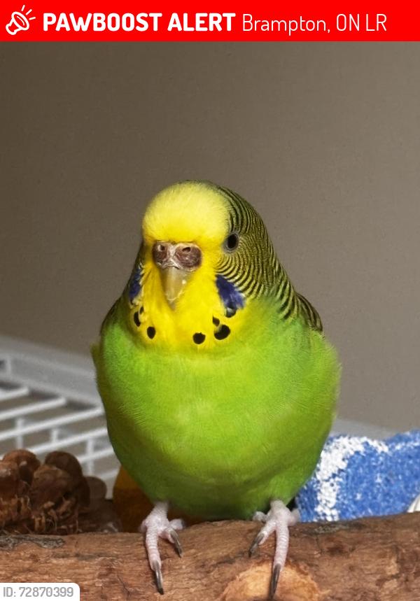 Lost Female Bird last seen Torbram and Eagleridge Dr, Brampton, ON L6R