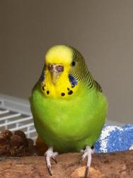 Lost Female Bird last seen Torbram and Eagleridge Dr, Brampton, ON L6R