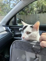 Found/Stray Female Cat last seen Near Saverio Lane, 32225 , Jacksonville, FL 32225
