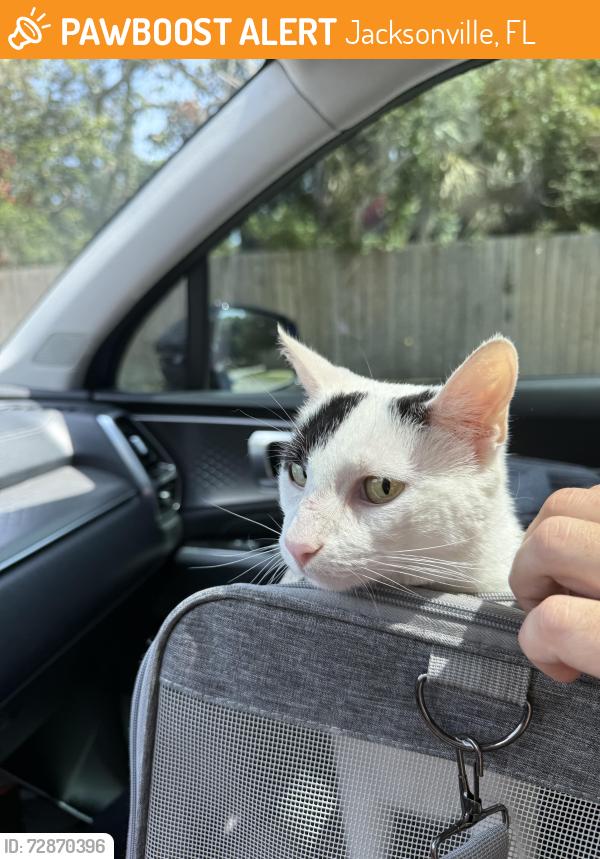 Found/Stray Female Cat last seen Near Saverio Lane, 32225 , Jacksonville, FL 32225
