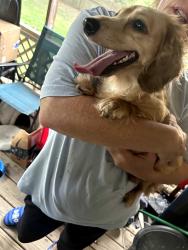 Found/Stray Unknown Dog last seen Barksdale and chemstrand, North Northwest Pensacola, FL 32514