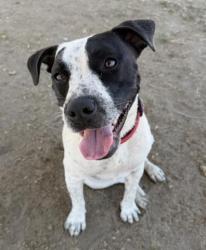 Shelter Stray Female Dog last seen Near BLOCK LARK PL, BAKERSFIELD CA 93308, Bakersfield, CA 93308