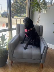 Reunited Female Dog last seen Fairview , Boise, ID 83704