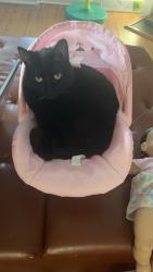 Lost Female Cat last seen Near Vienna Dozier Rd, Pfafftown, NC 27040