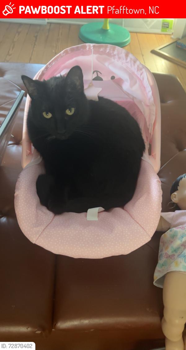 Lost Female Cat last seen Near Vienna Dozier Rd, Pfafftown, NC 27040