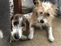 Lost Female Dog last seen Astor, Belgrade, MT 59714