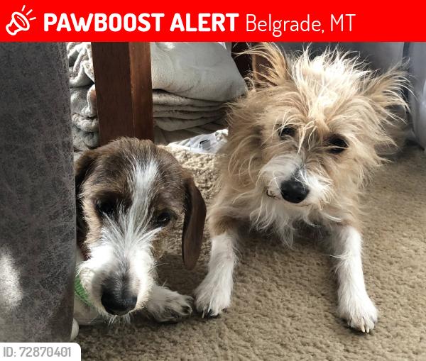 Lost Female Dog last seen Astor, Belgrade, MT 59714