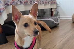 Shelter Stray Female Dog last seen CR 44 EUSTIS, Deer Island, FL 32778