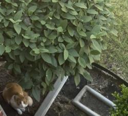 Found/Stray Unknown Cat last seen Dunkin Donuts and Starbucks, Broken Arrow, OK 74012