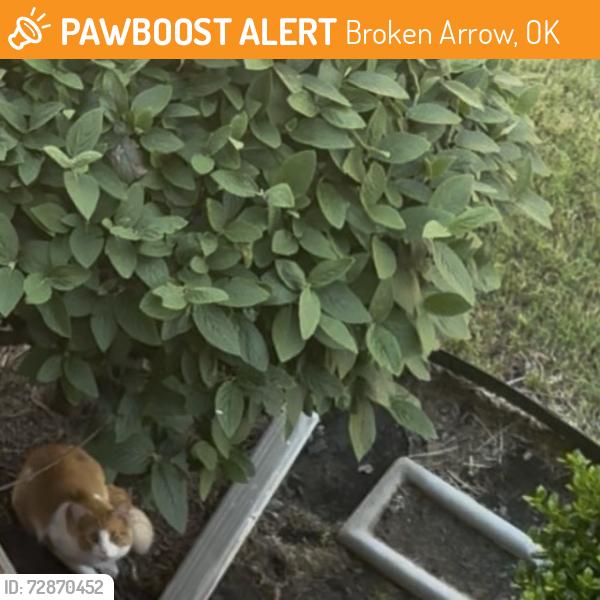 Found/Stray Unknown Cat last seen Dunkin Donuts and Starbucks, Broken Arrow, OK 74012