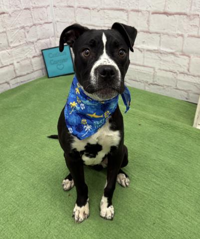 Shelter Stray Male Dog last seen Near BLOCK CORAM ST, DETROIT MI 48205, 7401 Chrysler Dr, Detroit, MI 48211, USA