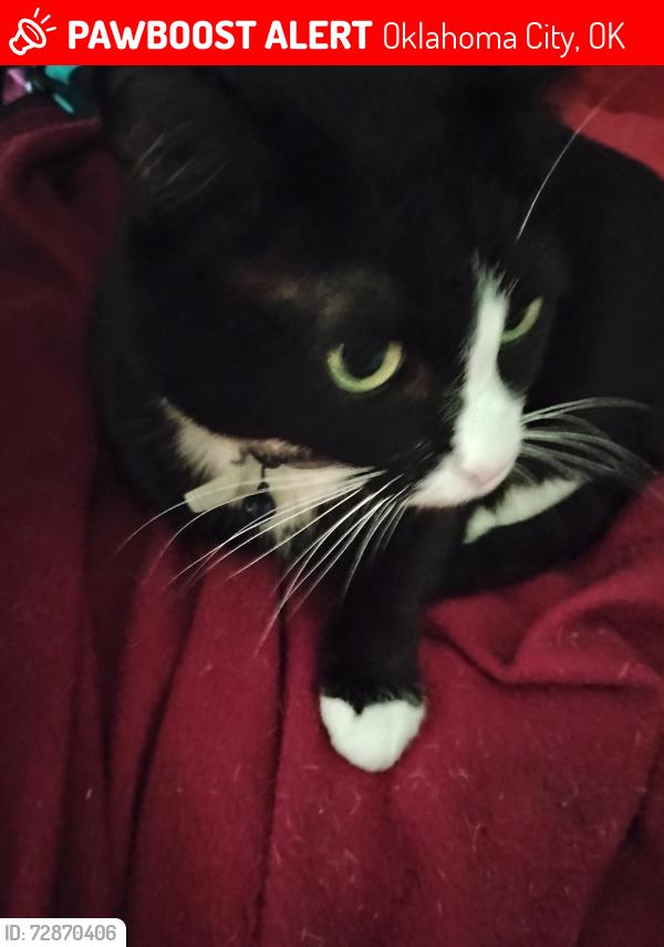 Lost Female Cat last seen 16th Vine 20th, Oklahoma City, OK 73121