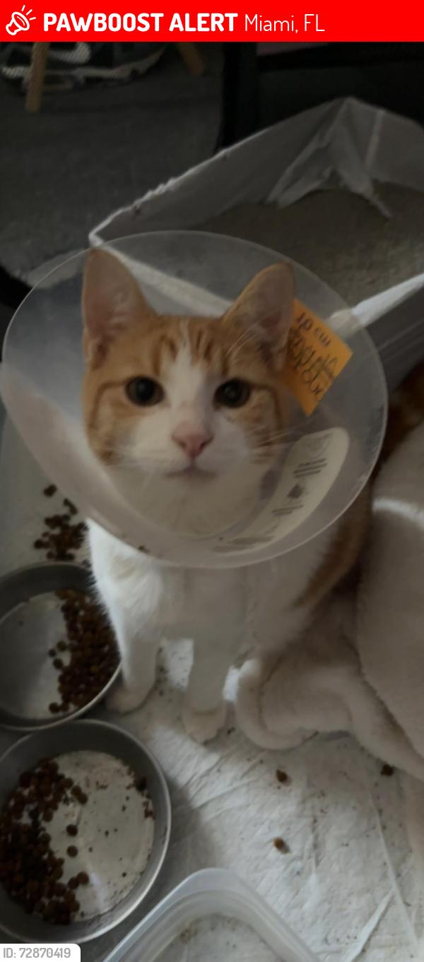 Lost Male Cat last seen 23335-23201 Roberts Dr, Miami, FL 33170, Miami, FL 33170